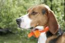 Gps para perros