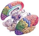 cerebro1.jpg